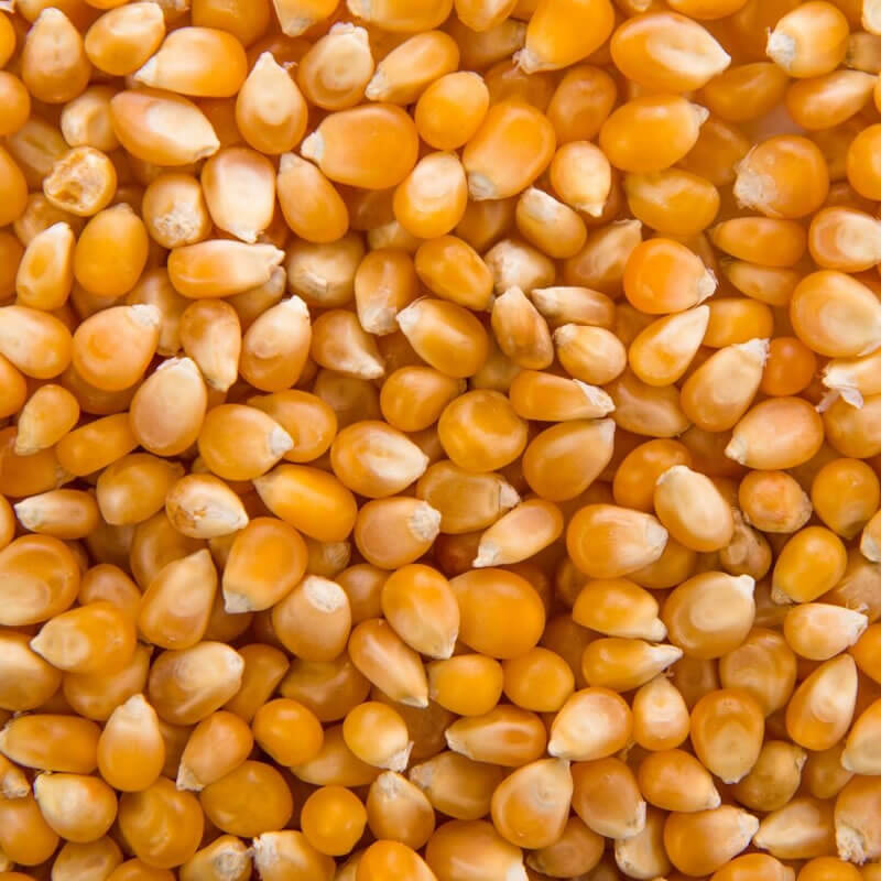 maiz-pergamino-amarillo Maíz Pergamino Amarillo