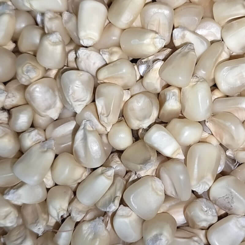 maiz-pergamino-blanco Maíz Pergamino Blanco